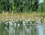 南疆塔里木盆地第一个国家湿地公园建设有序推进
