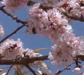 吐鲁番乡间杏花盛开 新疆的春天这里最先到来