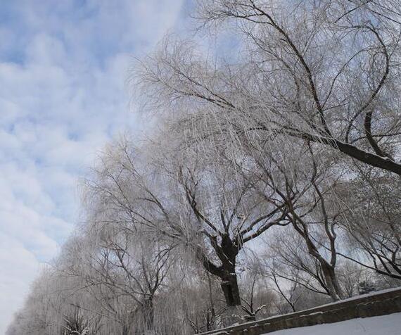 哈尔滨冬至雾凇美景