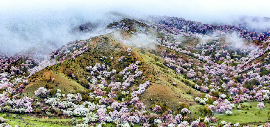 霍城：春到福寿山