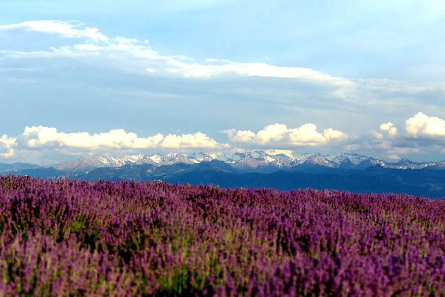 察布查尔县：万亩薰衣草芬芳醉游人