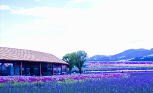 那拉提浪漫花海