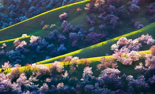 新源县野杏花林