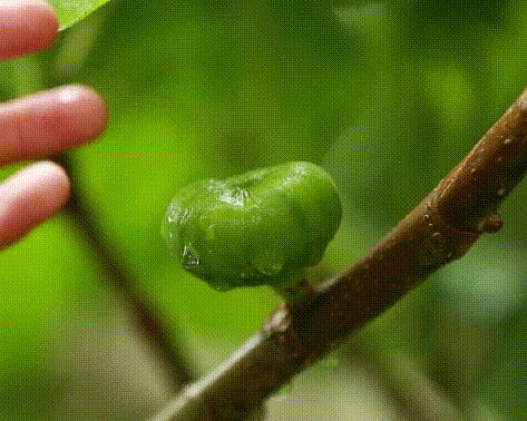 &ldquo;云&rdquo;游和田（第08期））| 两树一廊