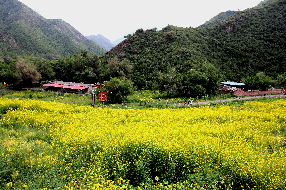 峡门子油菜花开