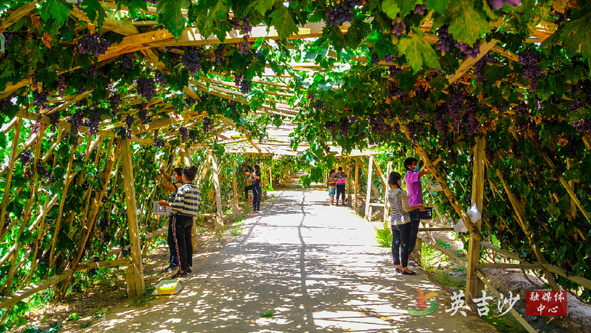 葡萄树下的采摘人