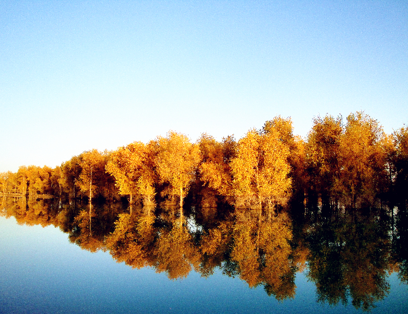 惊艳！金秋胡杨迎客
