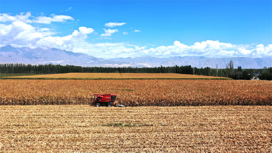 新疆和硕：秋收启动 16万亩玉米喜获丰收
