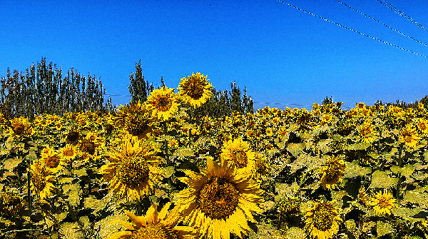 【遇见美景】和田县：向日葵花海里的增收路