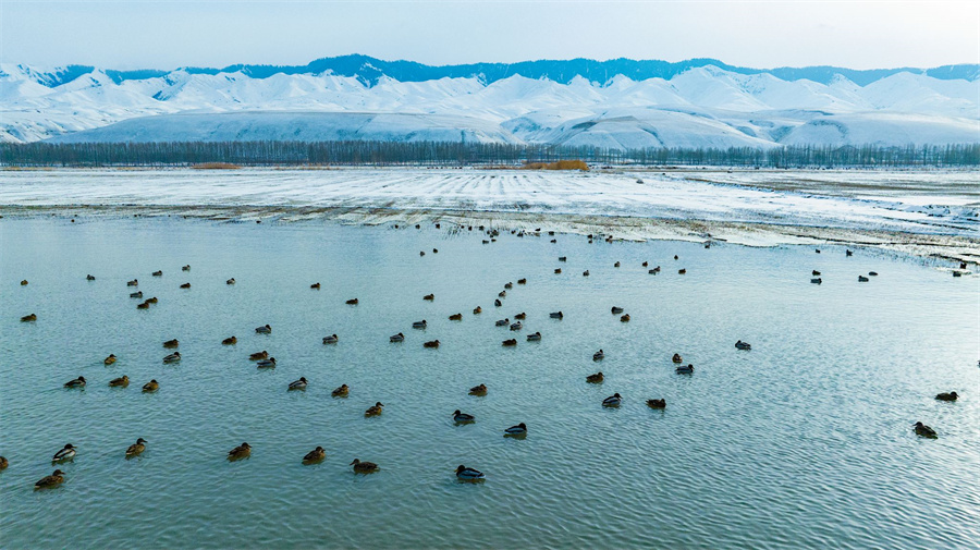 印象新疆·喀拉托海湖与野鸭