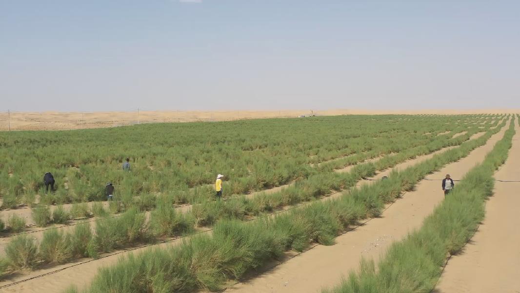 黄沙变&ldquo;黄金&rdquo; 且末沙产业发展加速推进