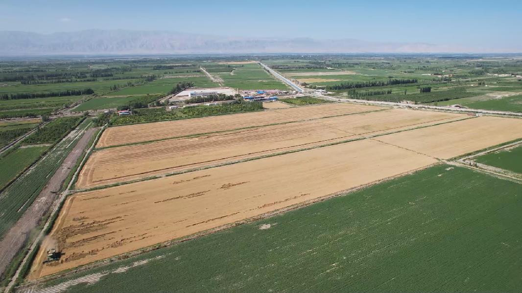 新疆库尔勒：小麦开镰 夏收全面启动