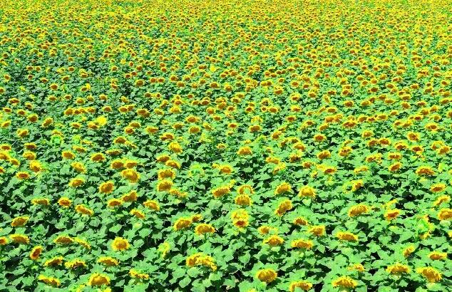 新疆库车：万株向日葵花开绽放