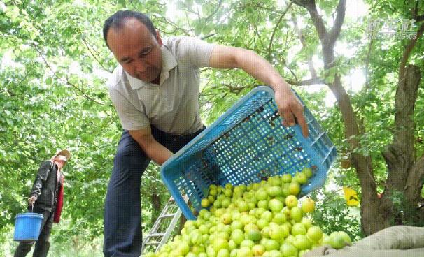 新疆库车：鲜杏成熟