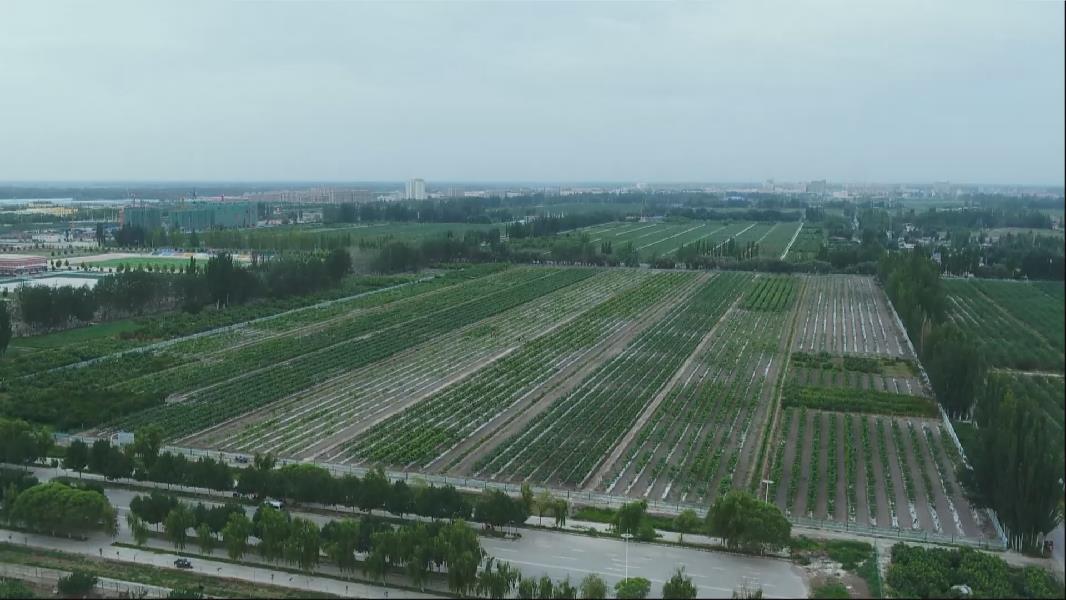 葡萄挂满枝 甜蜜丰收时