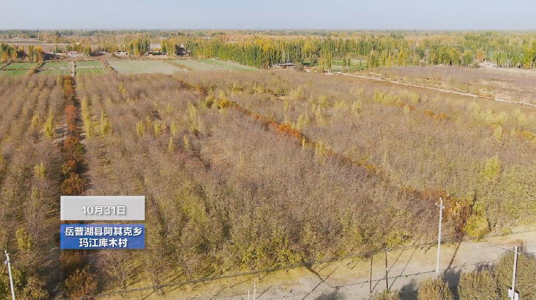 红枣俏枝头 岳普湖县10.48万亩优质红枣喜丰收