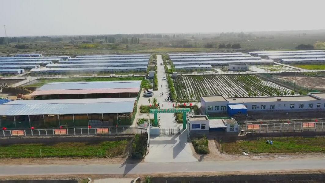 畜牧业助力岳普湖经济高质量发展