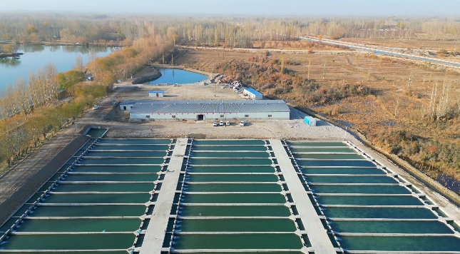 新疆最大條形池冷水魚養殖基地在烏什縣建成並投入使用