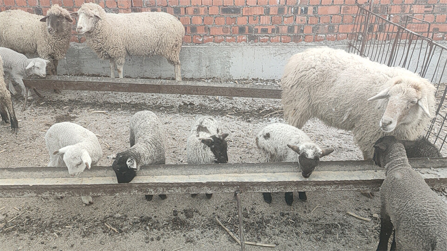 吉木萨尔县：新春接羔育幼忙