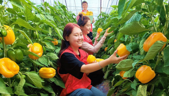 新疆察布查尔县：彩椒销出口 志愿助农采摘忙