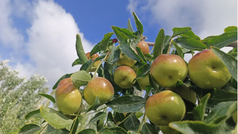 尉犁县兴平镇：枣香满园迎丰收 助农解困促增收