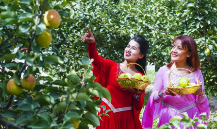 飘香时刻！库尔勒香梨进入采收高峰