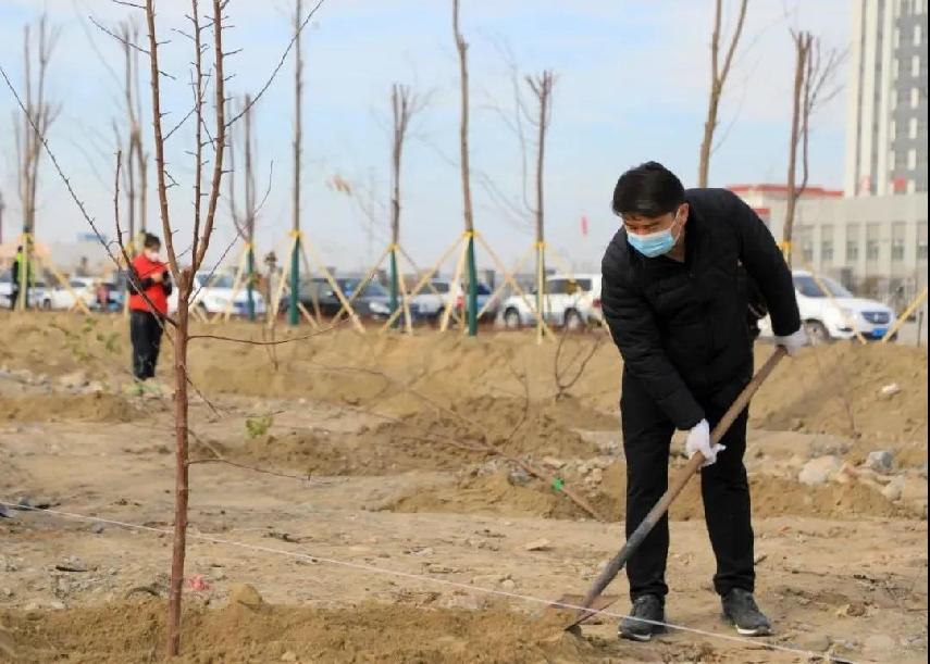 精河县四套班子领导参加秋季植树活动