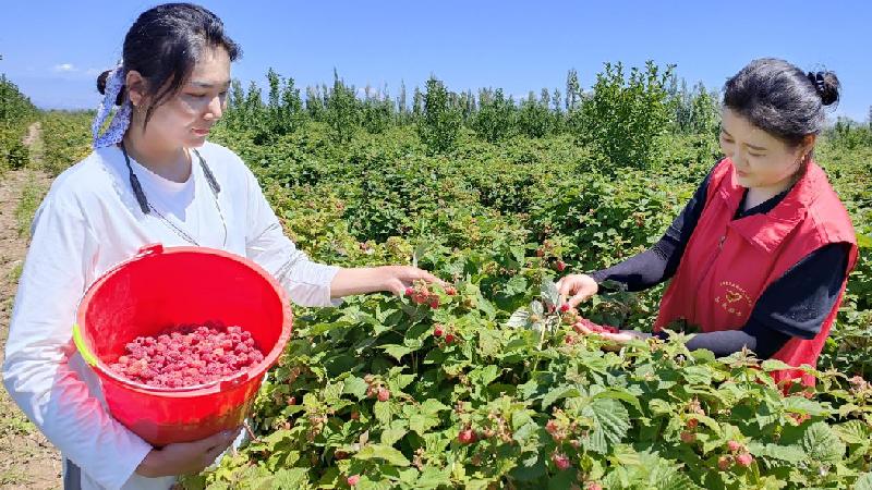 7月1日，“助农服务小组”队员在新疆伊犁哈萨克自治州察布查尔锡伯自治县海努克镇向阳村树莓采摘园里帮助果农采摘树莓。华岩明摄e413f6496b3f863d91161bbd4b92fac