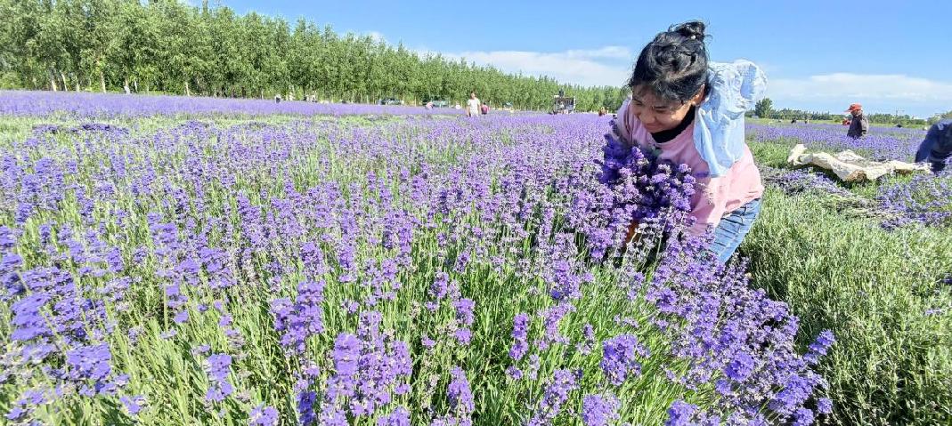 察布查尔薰衣草花朵成熟采收忙