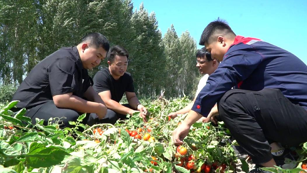 7.30新疆沙湾：1.64万亩加工番茄陆续成熟订单农业让种植户增收有保障（摄像机画面）[00-00-03][20230731-172628718]