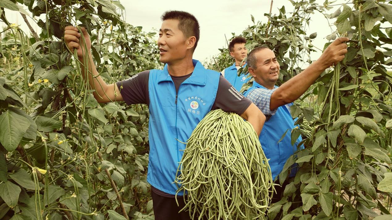 8月1日，在新疆伊犁哈萨克自治州察布查尔锡伯自治县扎库齐牛录乡开发地农村社区菜农豇豆地里，驻社区工作队第一书记朱广亮带队忙着给菜农采摘豇豆。华岩明摄c1bfe5899eff51bf2f2fb41ca8f1904